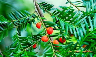 红豆杉怎么吃（红豆杉真的可以抗肿瘤吗）