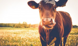 牛鞭牛蛋怎么吃（牛鞭牛蛋怎么吃最补肾壮阳）