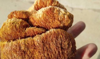 干猴头菇怎么吃最好 猴头菇的食用方法