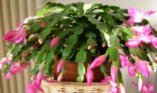 蟹爪兰有花苞了怎么养 蟹爪兰有花苞了怎么养护