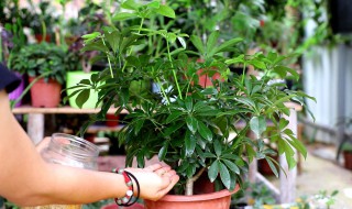 鹅掌柴怎么养 鹅掌柴怎么养成老桩