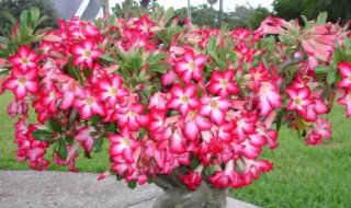 沙漠玫瑰冬天怎么养 沙漠玫瑰怎么养才开花