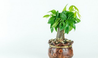 发财树冬天怎么养(发财树怎么救活)