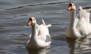 怎么炖大鹅 怎么炖大鹅才好吃视频