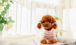 泰迪怎么养基础知识 小泰迪狗一般多少钱一只
