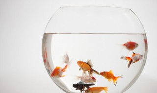 养鱼水怎么养才会好 养鱼水怎么养才会好一点