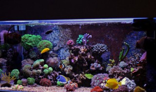 农村旧水缸养鱼怎么养（农村旧水缸养鱼怎么养好）