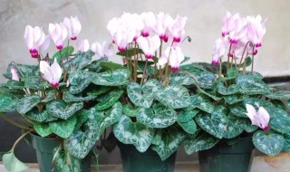 仙客来怎么养怎样浇水(仙客来三大忌讳)