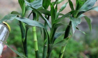 富贵竹怎么养才长得好（怎么水养富贵竹才能长得好）