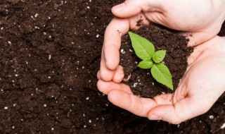 铁树种子怎么种会发芽(铁树种子怎么育苗)