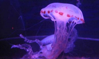 水母吃什么怎么养 水母吃什么怎么养活