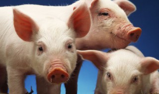 猪头肉的做法及配料（脆皮猪头肉的做法及配料）