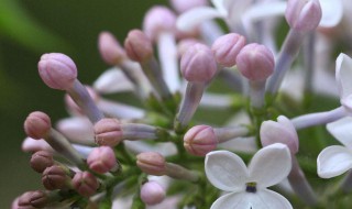 丁香花种子怎么种植 丁香花种子种植方法