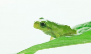 蛙怎么组词（蝶怎么组词）