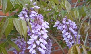 紫藤下山桩怎么种(紫藤下山桩怎么种活)