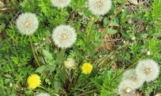 蒲公英怎么种植（蒲公英怎么种植?什么时候种植?）