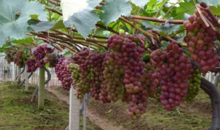 奶块的葡萄怎么种 奶块葡萄怎么种植效果好