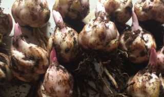 香水百合种球怎么种植(香水百合种球怎么种植视频)