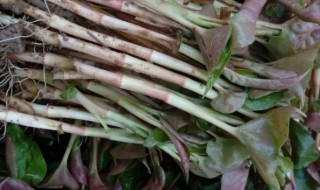 折耳根怎么种植 折耳根怎么种植才高产