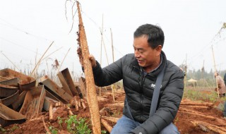 山药种子怎么种植（山药豆种植几年才会长山药）
