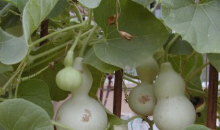 葫芦种子怎么种植（家里为什么不能种葫芦）