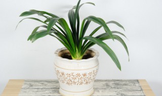 君子兰的种子怎么种植(君子兰打籽多久取下来)