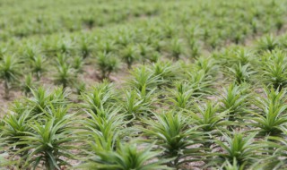 白合怎么种植（百合怎么种植方法）