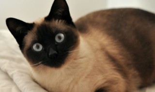 暹罗猫怎么养（暹罗猫怎样才算认主人了）