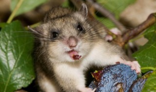 睡鼠怎么养（睡鼠驯养教学）