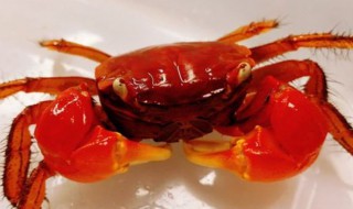 迷你辣椒蟹怎么养 迷你辣椒蟹怎么养教学