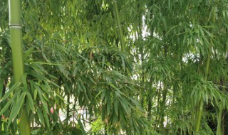 盆栽竹子怎么养(盆景竹子怎么养)