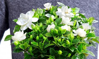 栀子花开完花后怎么养 栀子花开完花后怎么养护