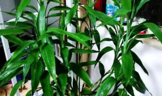 富桂竹怎么养（富桂竹怎么养好）