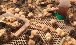 芦丁鸡怎么养 芦丁鸡怎么养不臭