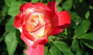 刺玫瑰怎么养(刺玫瑰怎么养在家里)