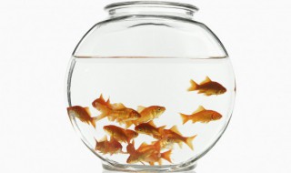 刚出生的小金鱼怎么养（刚刚出生的小金鱼怎么养）