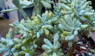 雨露多肉植物怎么养(雨露多肉植物怎么养护)