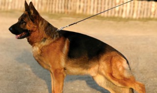 德牧犬怎么养（德牧犬喂养正确方法）