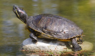 龟冬天怎么养 安缘龟冬天怎么养