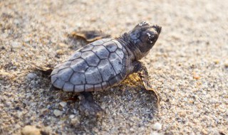 小乌龟怎么养才能生蛋 怎么样养小乌龟才能养到生蛋