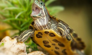 冬天乌龟怎么养(冬天乌龟怎么养才能活)