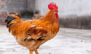 17年属什么生肖（17年属什么生肖年）