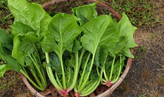 菠菜炒粉条的做法 菠菜炒粉条的做法视频