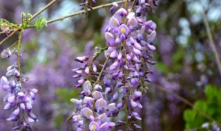 紫藤花能吃吗能食用吗（紫藤花可食用吗?）