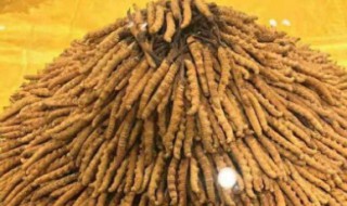 虫草1克大概是多少根（一克虫草）