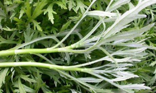 泥蒿的叶子能不能吃（泥蒿叶子不能吃吗）