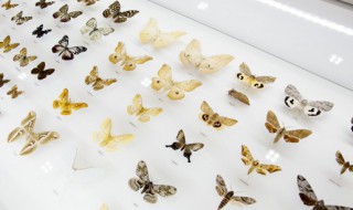 古人对蝴蝶的雅称（古人对蝴蝶的雅称一个字）