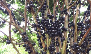 嘉宝果的功效（嘉宝果的功效与作用多少钱一斤）