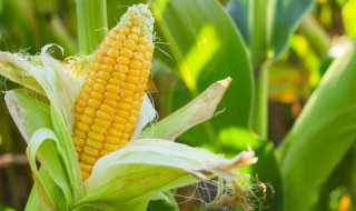 怎么辨别玉米是不是转基因 哪几种玉米是转基因的