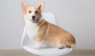 狗能吃韭菜么(狗可以吃韭菜吗)